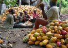 Cocoa Farmers’ Arrears: Cocobod Attributes Delays to Legacy Contract Buyers’ Retreat